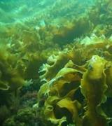 Ламинария морская капуста польза и вред лечебные свойства Лечебный сбор с измельченной морской капустой
