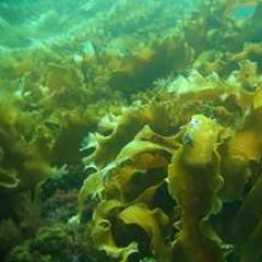 Ламинария морская капуста польза и вред лечебные свойства Лечебный сбор с измельченной морской капустой